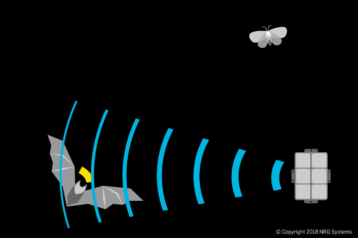 Bat Animation BDS2