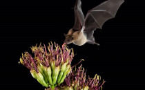 Lesser long nosed bat feeding on an Agave flower