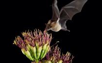 Lesser long nosed bat feeding on an Agave flower