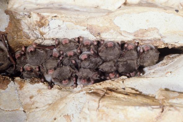 Hibernating southeastern myotis 14220247660