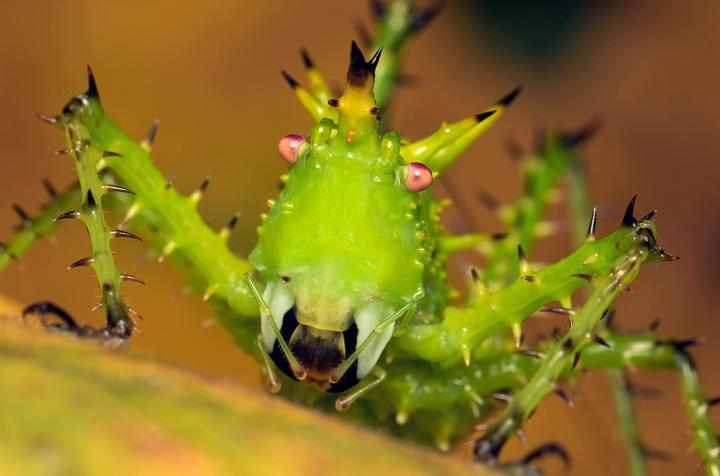 Katydid from Panama