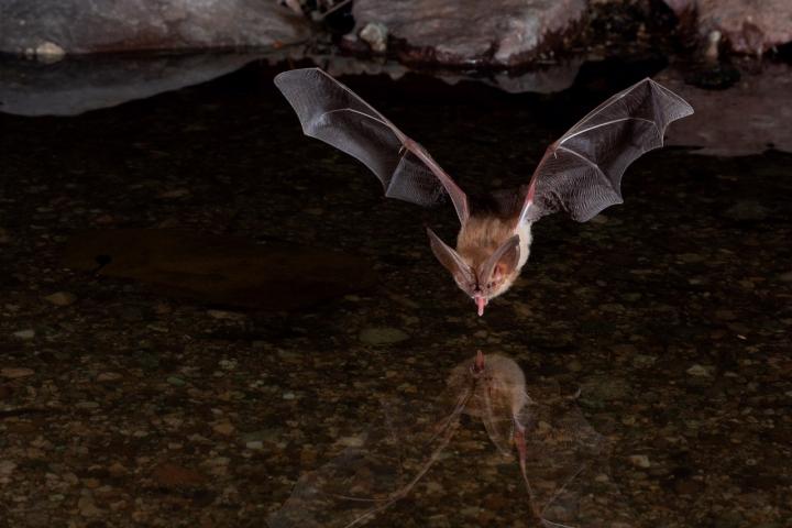 Townsends big eared bat