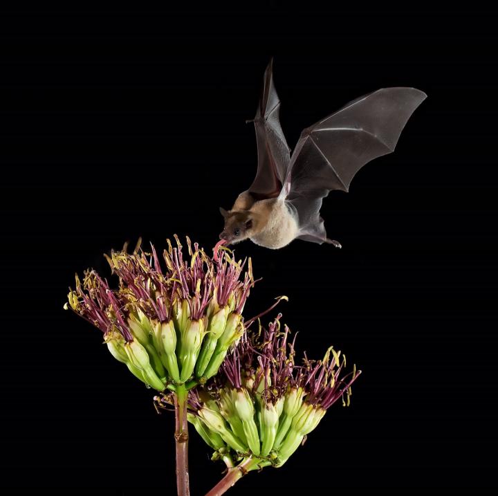 Lesser long-nosed bat feeding on an Agave flower