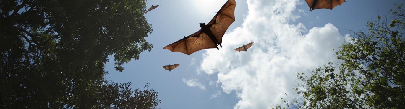 Bat Deterrent Systems